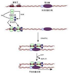 反式作用因子 反式作用因子