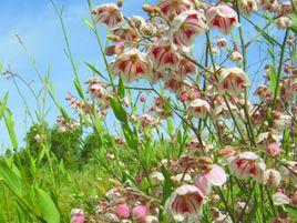 新疆羅布麻 新疆羅布麻