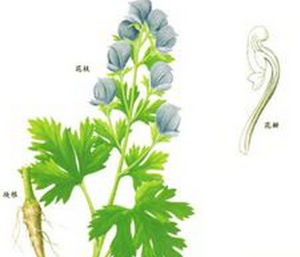 顯柱烏頭 顯柱烏頭