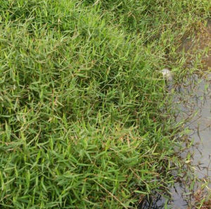 腺斑柳葉箬 腺斑柳葉箬