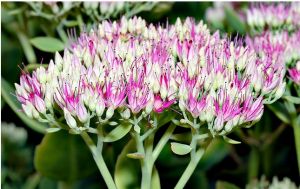 景天亞科 景天亞科