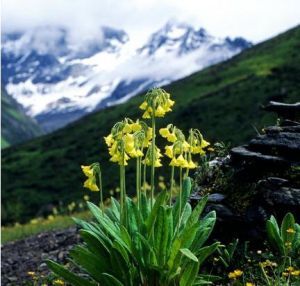 四姑娘山上的花朵