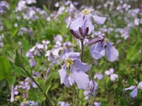 簇莖石竹 簇莖石竹