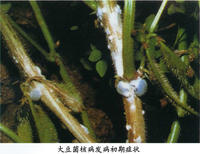 大豆菌核病 大豆菌核病