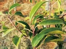 小葉雲南冬青 小葉雲南冬青