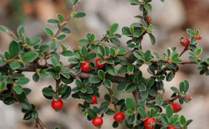 黃楊葉栒子 黃楊葉栒子