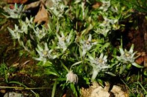 叢生雅谷火絨草 叢生雅谷火絨草