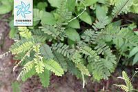 美麗相思子 美麗相思子