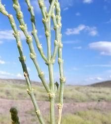 鹽生假木賊 鹽生假木賊