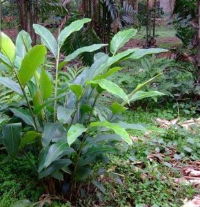 滑葉山姜 滑葉山姜