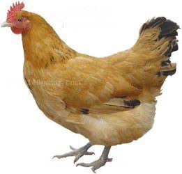 桃源土種雞養殖孵化廠 桃源土種雞養殖孵化廠