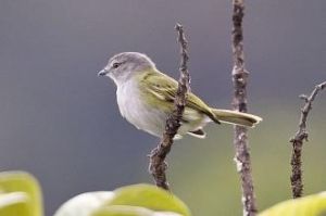 灰頂霸鶲 灰頂霸鶲