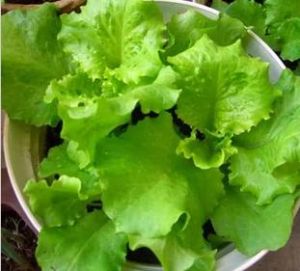 玻璃生菜 玻璃生菜