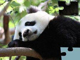 熊貓拼圖 熊貓拼圖