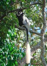 東非黑白疣猴