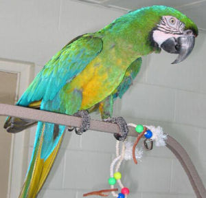 米利戈德金剛鸚鵡 米利戈德金剛鸚鵡