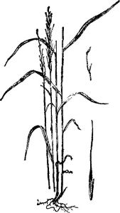 短穎草屬 短穎草屬