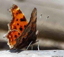 白鉤蛺蝶 白鉤蛺蝶
