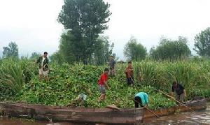 巨紫根小柄葉水葫蘆