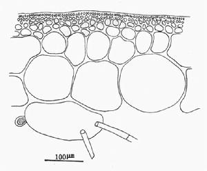 全緣隱蜘藻 全緣隱蜘藻