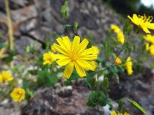 行攝廊原創2012拍攝《野苦蕒菜、黃瓜菜》