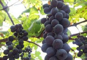 科山村[福建省泉州市安溪縣尚卿鄉]