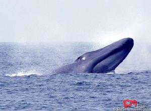 侏露脊鯨