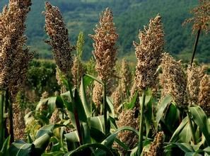 多脈高粱(原變種) 多脈高粱(原變種)