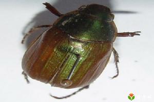 四紋麗金龜 四紋麗金龜