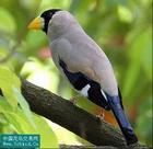 橙頭灰背雀 橙頭灰背雀