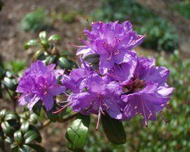 多枝杜鵑 多枝杜鵑