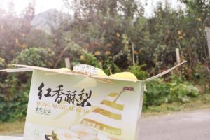 紅香酥梨採摘園 紅香酥梨採摘園