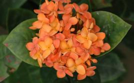 龍船花根 龍船花根