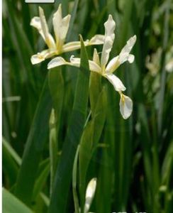 琴瓣鳶尾組 琴瓣鳶尾組