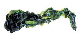 寬葉大葉藻 寬葉大葉藻