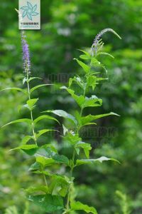 大婆婆納 大婆婆納