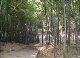 東庵林場 東庵林場