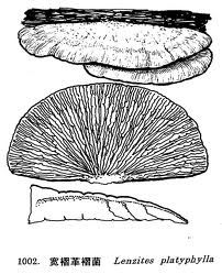 寬褶革襉菌 寬褶革襉菌
