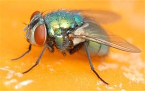 雙翅目麗蠅科 雙翅目麗蠅科