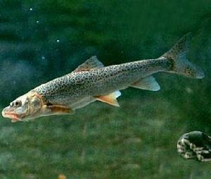 厚唇裸重唇魚 厚唇裸重唇魚