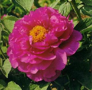 貴妃插翠 貴妃插翠