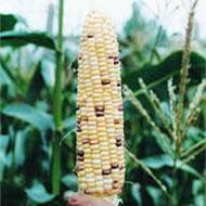 五彩玉米 五彩玉米