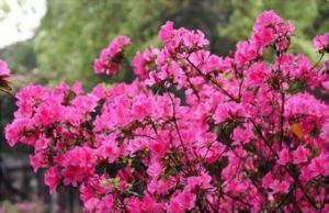 鐵仔葉杜鵑 鐵仔葉杜鵑