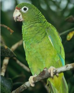 波多黎各亞馬孫鸚哥