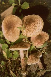 栗色環柄菇 栗色環柄菇