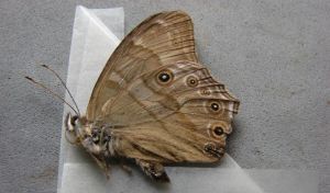 康定黛眼蝶 康定黛眼蝶