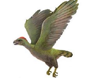 原始鳥類化石新屬——“沈師鳥”復原圖