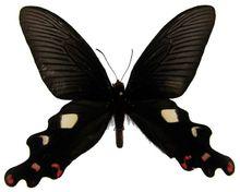 達曙鳳蝶(亞種2-雄蝶)