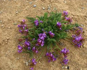 小葉棘豆 小葉棘豆