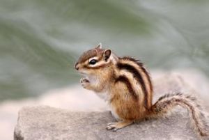 條紋松鼠 條紋松鼠